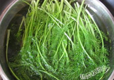 茴香菜是什么菜？茴香菜是香菜嗎