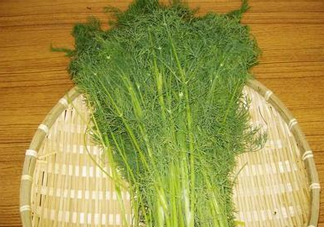 茴香菜什么時(shí)候種？茴香菜什么季節(jié)吃
