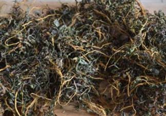 苦菜可以曬干嗎？苦菜怎么曬干？