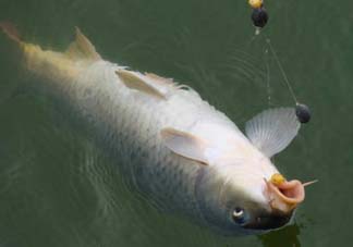 端午節(jié)好釣魚(yú)嗎?？端午節(jié)可以釣魚(yú)嗎？