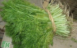 茴香菜是酸性還是堿性？什么人不能吃茴香菜