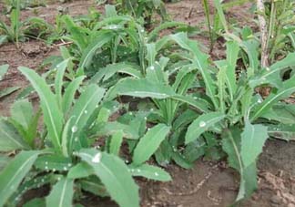 苦菜多少錢一斤？苦菜多少錢一斤2017？