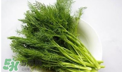 茴香菜怎么做好吃？茴香菜怎么炒好吃