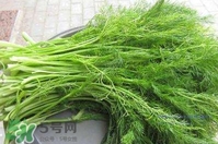 茴香菜是酸性還是堿性？什么人不能吃茴香菜