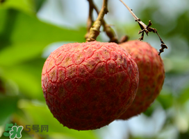 掛綠荔枝為什么那么貴？為什么掛綠荔枝這么貴？
