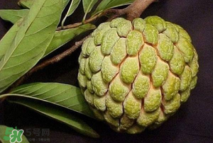 釋迦果怎樣催熟？釋迦果怎么判斷熟沒熟？