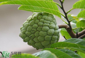 釋迦果怎么保存？釋迦怎么保存時間長？