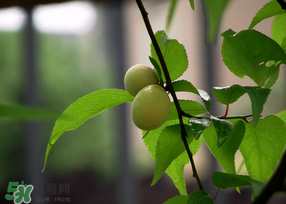哪些人不能吃青梅？青梅的禁忌