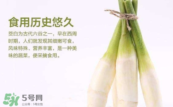 茭白是筍嗎？茭白是高筍嗎