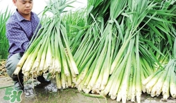 茭白什么時(shí)候上市？茭白什么季節(jié)有