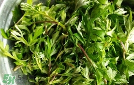 艾葉是什么植物？艾葉和艾草是一回事嗎？