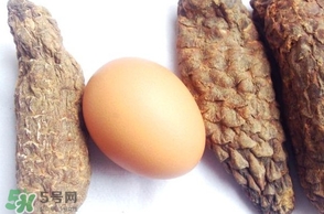 肉蓯蓉怎么吃壯陽？哪些人不能吃肉蓯蓉