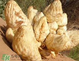 肉叢蓉怎么吃補(bǔ)腎？肉蓯蓉的食用方法