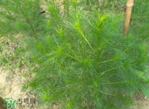 豬毛菜怎么做好吃？豬毛菜怎么吃好吃