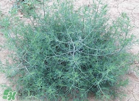 豬毛菜怎么做好吃？豬毛菜怎么吃好吃