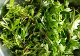 艾葉是什么植物？艾葉和艾草是一回事嗎？