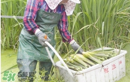 茭白是什么菜？茭白是什么植物