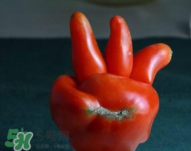 西紅柿怎么吃最有營(yíng)養(yǎng)？西紅柿怎么做好吃