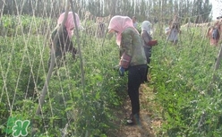 黑番茄怎么種植？黑番茄種植技術(shù)