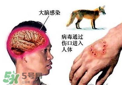 狂犬病是通過什么傳播的？狂犬病傳播途徑有哪些