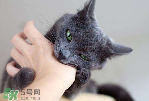 被貓抓傷會(huì)得狂犬病嗎？被貓咬了會(huì)得狂犬病嗎
