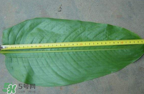 粽子葉要泡多久？粽子葉怎么泡？