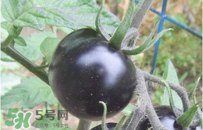 黑番茄怎么種植？黑番茄種植技術(shù)