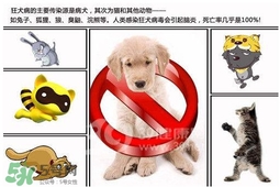狂犬病是通過什么傳播的？狂犬病傳播途徑有哪些