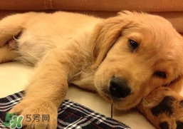 狂犬病是通過什么傳播的？狂犬病傳播途徑有哪些