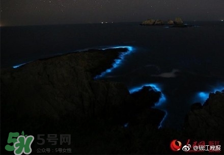 浙江多地驚現(xiàn)藍(lán)眼淚現(xiàn)象 藍(lán)眼淚是什么？