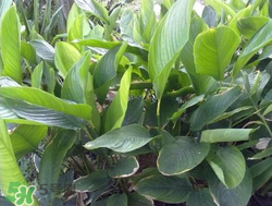 粽子葉能冷凍嗎？粽子葉放冰箱冷藏還是冷凍？