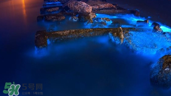 浙江多地驚現(xiàn)藍(lán)眼淚現(xiàn)象 藍(lán)眼淚是什么？