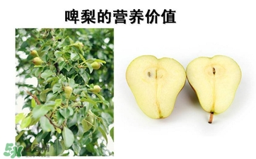 青啤梨要放軟了吃嗎？啤梨放軟了才能吃嗎？