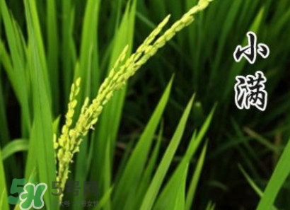 節(jié)氣小滿大滿是什么意思？24節(jié)氣為什么沒有大滿