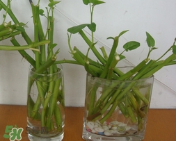 空心菜可以水養(yǎng)嗎？空心菜可以種在水里嗎
