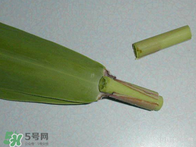 粽葉是蘆葦葉嗎？粽葉和蘆葦葉的區(qū)別