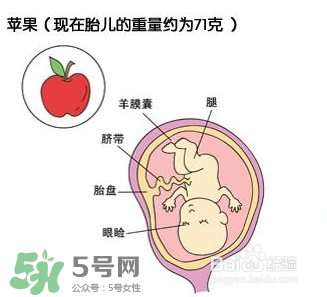 懷孕四個月需要做什么檢查？懷孕四個月胎兒圖
