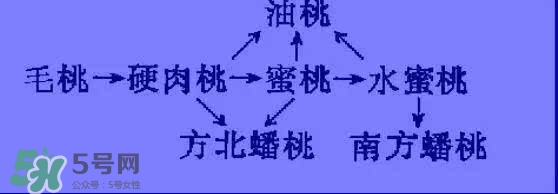 沒有毛的桃子叫什么？桃子毛為什么會癢？