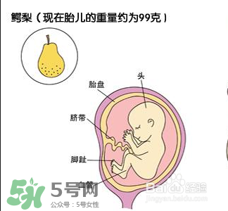 懷孕四個月需要做什么檢查？懷孕四個月胎兒圖