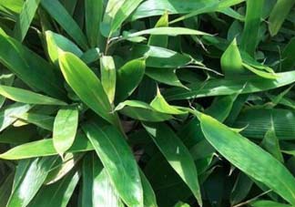 粽葉是什么植物的葉子？粽子葉是什么葉子？
