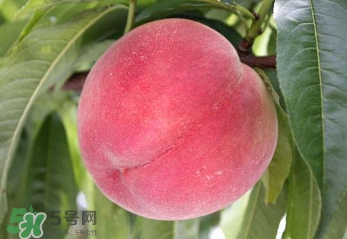 桃子的種類有哪些？哪種桃子最好吃？