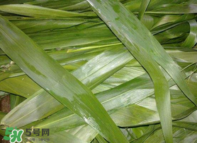 蘆葦葉包粽子之前要煮嗎？蘆葦葉煮多久？