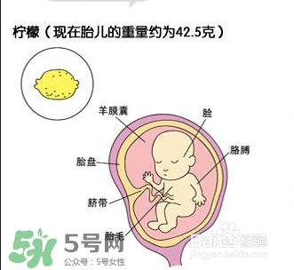 懷孕四個月需要做什么檢查？懷孕四個月胎兒圖