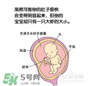 懷孕四個月需要做什么檢查？懷孕四個月胎兒圖