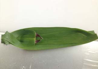 蘆葦葉怎么保存？蘆葦葉可以放冰箱嗎？