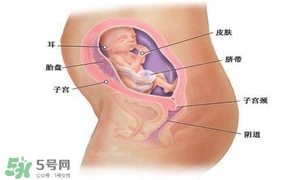 懷孕四個月需要做什么檢查？懷孕四個月胎兒圖