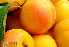 黃桃是杏子嗎？黃桃和杏子的區(qū)別