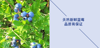 悠蜜藍莓利口酒保質(zhì)期是多久？悠蜜藍莓利口酒保質(zhì)期是幾年？