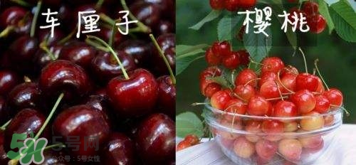 櫻桃和車?yán)遄佑惺裁磪^(qū)別？櫻桃和車?yán)遄幽膫€(gè)貴？