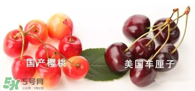 櫻桃和車?yán)遄佑惺裁磪^(qū)別？櫻桃和車?yán)遄幽膫€(gè)貴？